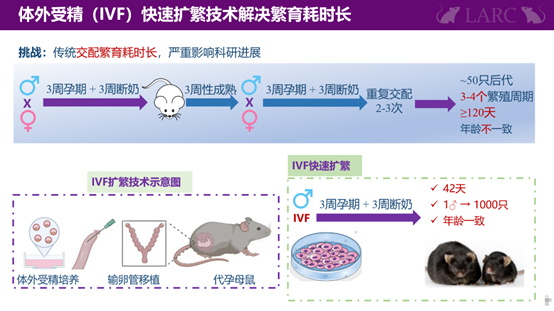 小鼠IVF扩繁示意图。引用请注明来源。引用格式:此图来源于wiki.aniinn.com(LabAnimalWiki)
