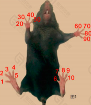 小鼠编号 图1-1 断趾编号法 Toe clipping（完整趾）.png