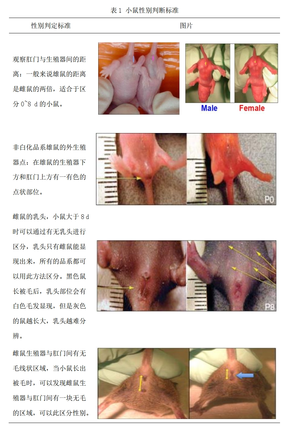 小鼠分笼 图1 表1 小鼠性别判断标准.png