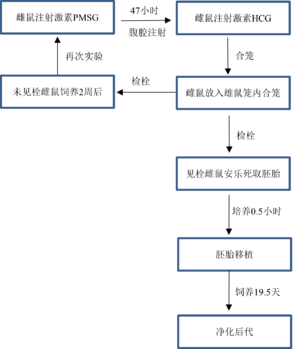 H-2001 胚胎操作流程图.png