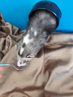 Blaze Ferret (Atilla) Photo Credit: Heather Downie