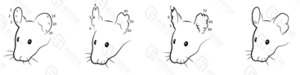 小鼠编号 图2-1 耳缘打孔 ear punching.png