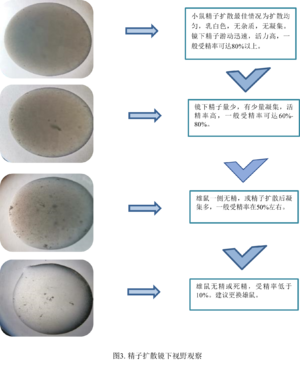 H-2002 图3 精子扩散体视镜下视野观察.png