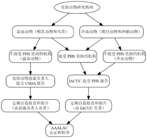 实验动物问题汇报流程 美国.png