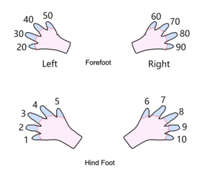 小鼠编号 图1-2 断趾编号法 Toe clipping（腹面观）.png