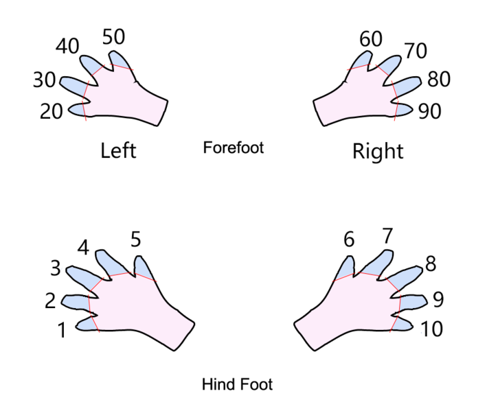 文件:小鼠编号 图1-2 断趾编号法 Toe clipping(腹面观).png